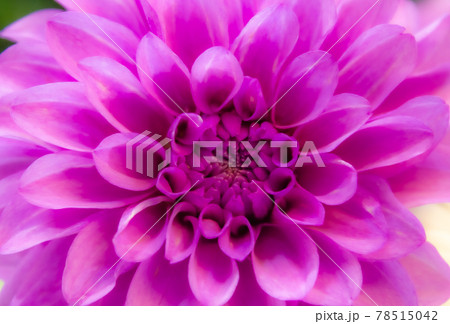 お葬式のフラワー祭壇 78515042