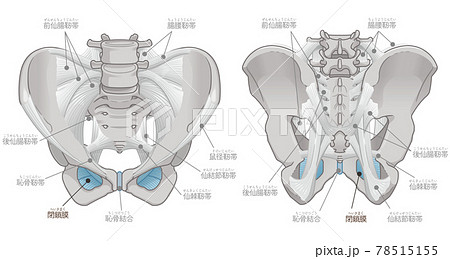 骨盤の正面と背面、閉鎖膜(テキスト付き) 骨盤の正面と背面、閉鎖膜(テキスト付き) 78515155