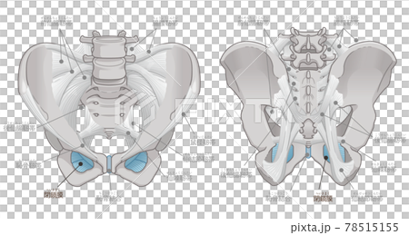 骨盤の正面と背面、閉鎖膜(テキスト付き) 骨盤の正面と背面、閉鎖膜(テキスト付き) 78515155