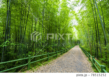 《愛知県》名古屋市　牧野ヶ池緑地　竹の小径 78515252