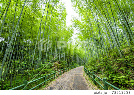 《愛知県》名古屋市　牧野ヶ池緑地　竹の小径 78515253