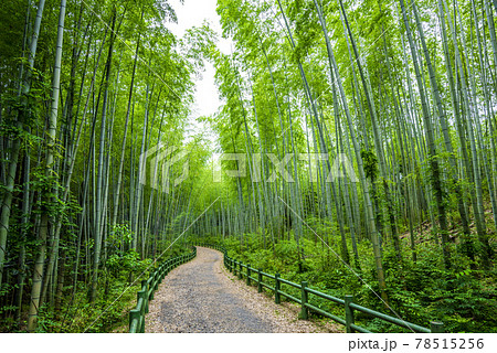 《愛知県》名古屋市　牧野ヶ池緑地　竹の小径 78515256