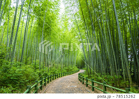 《愛知県》名古屋市 牧野ヶ池緑地 竹の小径 《愛知県》名古屋市 牧野ヶ池緑地 竹の小径 78515262