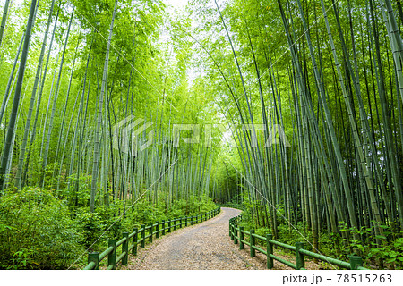 《愛知県》名古屋市　牧野ヶ池緑地　竹の小径 78515263