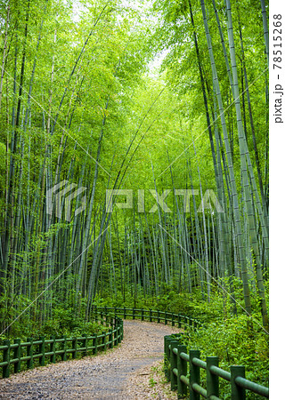 《愛知県》名古屋市　牧野ヶ池緑地　竹の小径 78515268