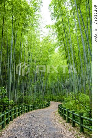 《愛知県》名古屋市　牧野ヶ池緑地　竹の小径 78515269