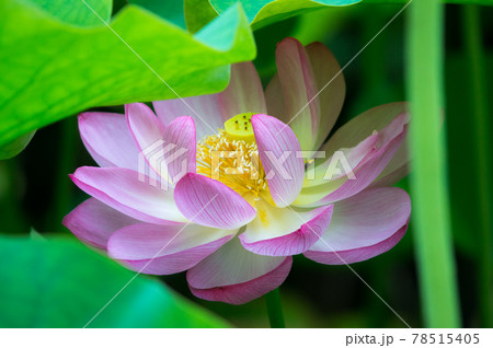 蓮の花 78515405