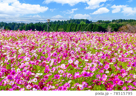 さわやかな秋の景色　最高に美しい秋桜花 「日本2020年秋撮影」Cosmos flowers 78515795