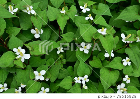 ドクダミの花が咲く季節の写真素材