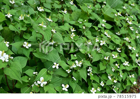 ドクダミの花が咲く季節の写真素材