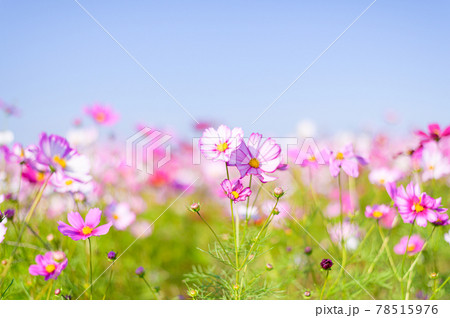 さわやかな秋の景色 最高に美しい秋桜花 日本年秋撮影 Cosmos Flowersの写真素材