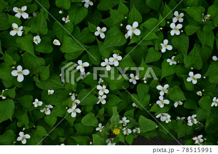 道端に咲くドクダミの花 道端に咲くドクダミの花 78515991