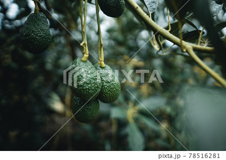 Avocados are growing in the garden. 78516281