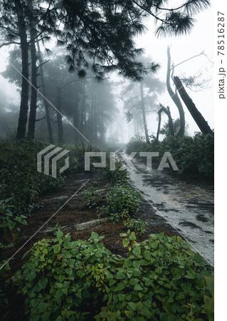 Trees in the fog,wilderness landscape forest with pine trees 78516287