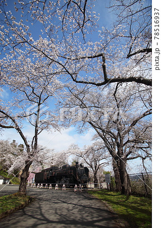 岩出山城址公園の桜 78516937