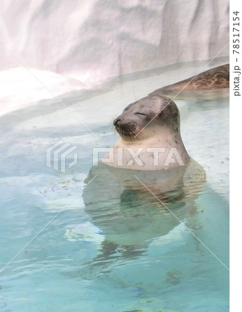 人間のように水の中に浸かるアザラシ 人間のように水の中に浸かるアザラシ 78517154