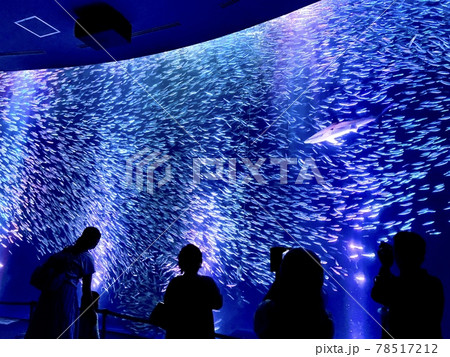 迫力のあるイワシの大群のライトアップの写真素材