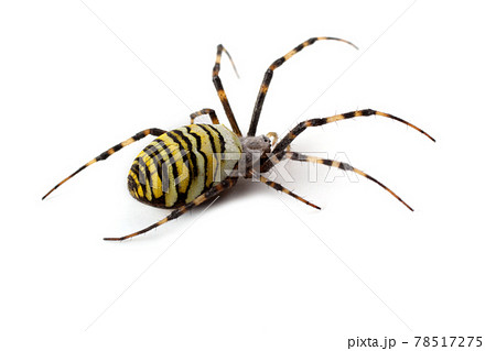 Wasp spider (Argiope bruennichi) isolated on white Wasp spider (Argiope bruennichi) isolated on white 78517275