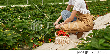 Female farmer harvesting strawberries at greenhouse Female farmer harvesting strawberries at greenhouse 78517956