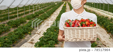 Female field worker holding basket with strawberries Female field worker holding basket with strawberries 78517964