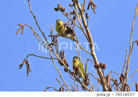 マヒワの食事 マヒワの食事 78518037