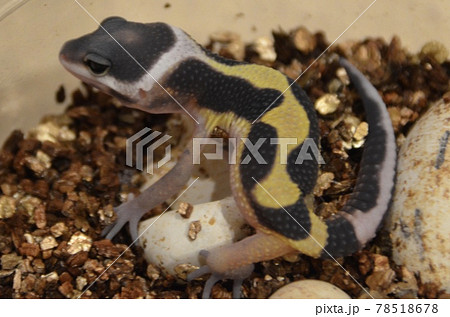 可愛いレオパの写真素材