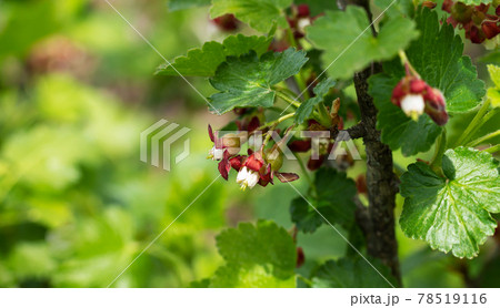 Flowers gooseberry blooming on bush branch in orchard 78519116