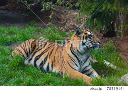 A beautiful adult tiger lies on the ground in the park. A beautiful adult tiger lies on the ground in the park. 78519164