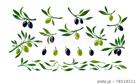 Set of olives. Vector black and green macro fruit 78519211