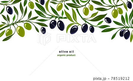 Oliva plant, green background. Vector plantation 78519212