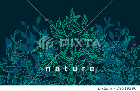 Nature background Vector tea tree Art illustration Nature background Vector tea tree Art illustration 78519296