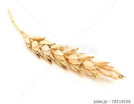 Wheat ear 78519536