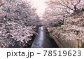 都内練馬区石神井川の桜並木 78519623