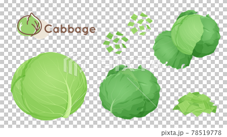 Cabbage illustration material set Cabbage illustration material set 78519778