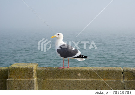 SAN FRANCISCO, CALIFORNIA, UNITED STATES - NOV 25th, 2018: Side Profile of a Western Gull against the background of the San Francisco Bay SAN FRANCISCO, CALIFORNIA, UNITED STATES - NOV 25th, 2018: Side Profile of a Western Gull against the background of the San Francisco Bay 78519783