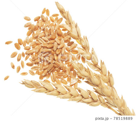 Wheat on white 78519889