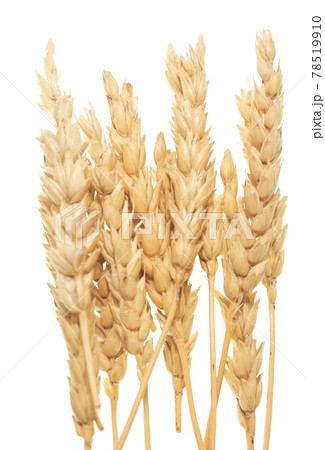 Wheat on white Wheat on white 78519910