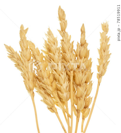 Wheat on white Wheat on white 78519911