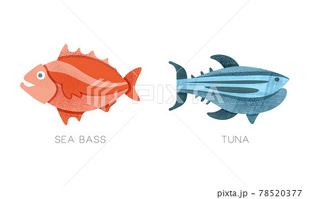 Sea Ocean Fishes Set, Sea Buss, Tuna Fish Flat Vector Illustration Sea Ocean Fishes Set, Sea Buss, Tuna Fish Flat Vector Illustration 78520377