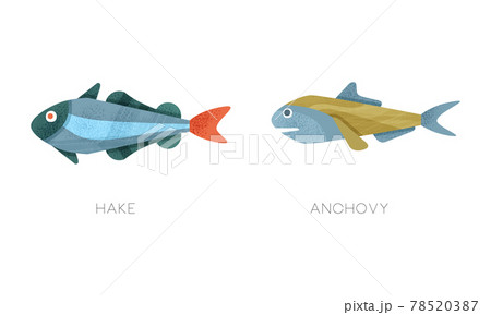 Sea Ocean Fishes Set, Hake, Anchovy Fish Flat Vector Illustration 78520387