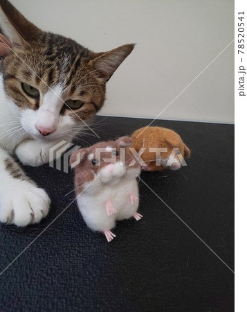 キジシロ猫 羊毛ハムスター ねことハムスター キジシロ猫 羊毛ハムスター ねことハムスター 78520541
