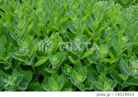 Perennial flower - ochitnik, Hylotelephium spectabile. Blooming cultivar Perennial flower - ochitnik, Hylotelephium spectabile. Blooming cultivar 78520655