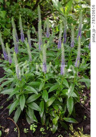 Beautiful Flowers Veronica spicata. Flowering Purple Summer Flowers in garden. Beautiful Flowers Veronica spicata. Flowering Purple Summer Flowers in garden. 78520656