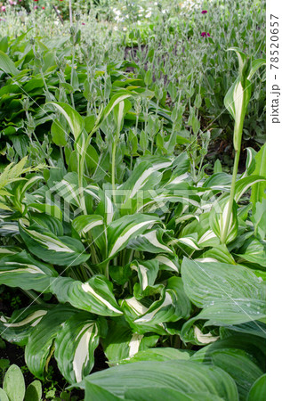 Green bush of Hosta with variegated leaves and beautiful flowers for garden. Green bush of Hosta with variegated leaves and beautiful flowers for garden. 78520657