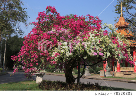 タイでよく見る植物、ブーゲンビリア2／タイの植物の写真素材 