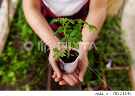 Top view of hands holding sapling of baby plant with soil grown in country greenhouse Top view of hands holding sapling of baby plant with soil grown in country greenhouse 78521140