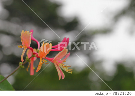 ツキヌキニンドウの花と雨雫の写真素材