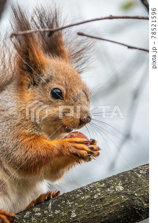 The squirrel with nut sits on a branches in the spring or summer. Portrait of the squirrel close-up The squirrel with nut sits on a branches in the spring or summer. Portrait of the squirrel close-up 78521596