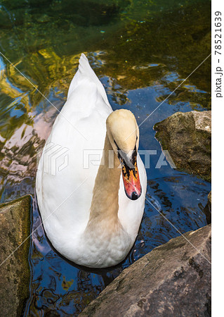 A graceful white swan swimming on a lake with dark green water. The white swan is reflected in the water A graceful white swan swimming on a lake with dark green water. The white swan is reflected in the water 78521639