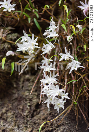 高尾山駅にある木の上に咲くセッコクの花の写真素材